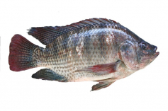 gallery/is-tilapia-brazil-s-secret-weapon-in-aquaculture-growth-strategy_wrbm_large